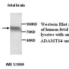 ADAMTS4 Antibody