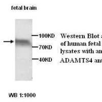 ADAMTS4 Antibody