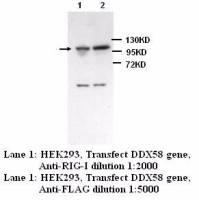 DDX58 Antibody
