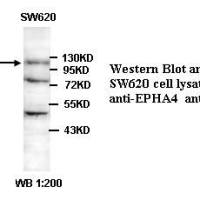 EPHA4 Antibody