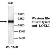 LOXL1 Antibody