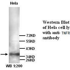 TNFRSF10D Antibody