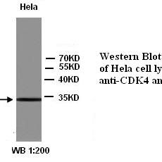 CDK4 Antibody