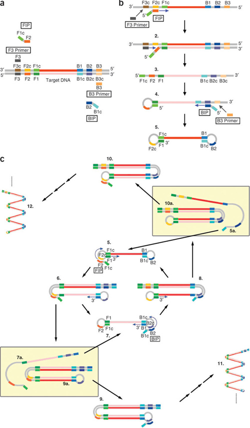 Bst2.0 DNA Polymerase