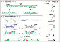 TaqMan SNP Genotyping Kit