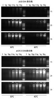 phi29 2.0 DNA Polymerase