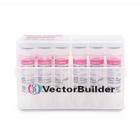 病毒包装/慢病毒/腺病毒/AAV