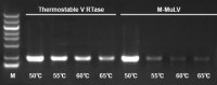 ThermoStable V Reverse Transcriptase
