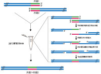 Gibson无缝连接试剂盒