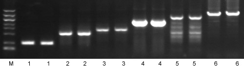 2XSuper Taq PCR Mix(with Dye)