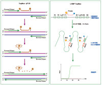 NOS Ter荧光检测试剂盒（恒温荧光LAMP-TaqMan法）
