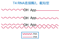 T4 RNA 连接酶2（K227Q）