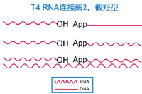 T4 RNA 连接酶2（K227Q）
