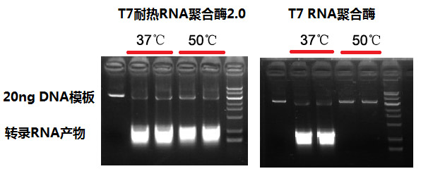 T7 耐热RNA聚合酶2.0