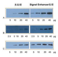 Western Blot 信号增强剂