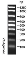 100bp DNA Marker