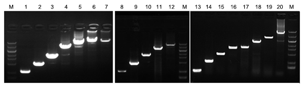 RAPA3G植物组织直扩PCR试剂盒