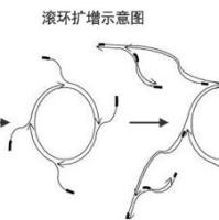 RCA滚环扩增试剂盒