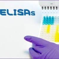 Mouse IgA Elisa Kit