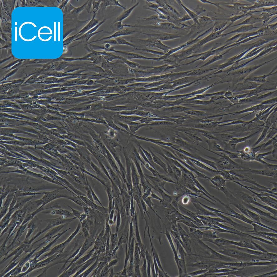 MRC-5/永生化细胞培养基/成纤维细胞培养基/人主动脉内皮细胞