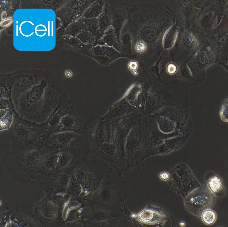 Caco-2人结肠癌细胞  STR鉴定 ATCC细胞株
