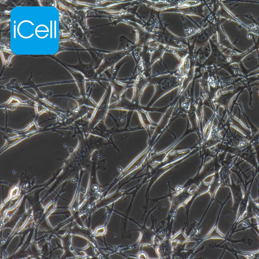OP9 小鼠骨髓基质细胞/种属鉴定/赛百慷（iCell）