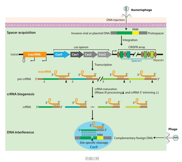 强大的基因组编辑工具——Crisp/cas9