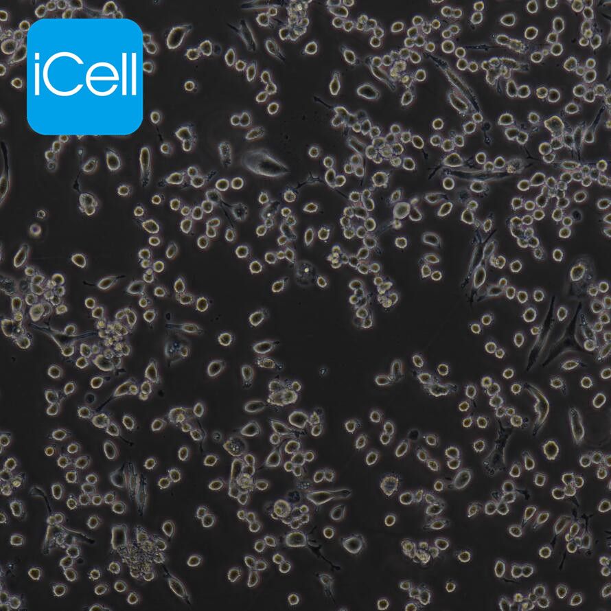 G422 小鼠神经胶质瘤细胞/种属鉴定/镜像绮点（Cellverse）