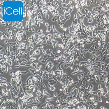 RM-1 小鼠前列腺癌细胞/种属鉴定/镜像绮点（Cellverse）