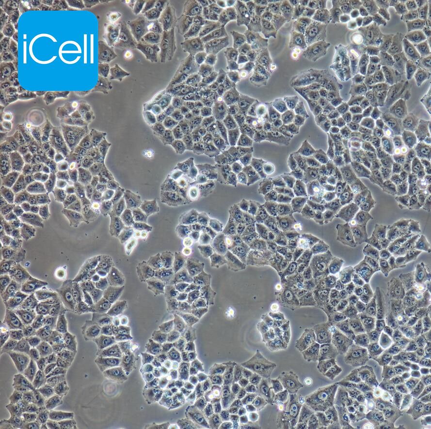 NCI-H23 人非小细胞肺癌细胞/STR鉴定/镜像绮点（Cellverse）
