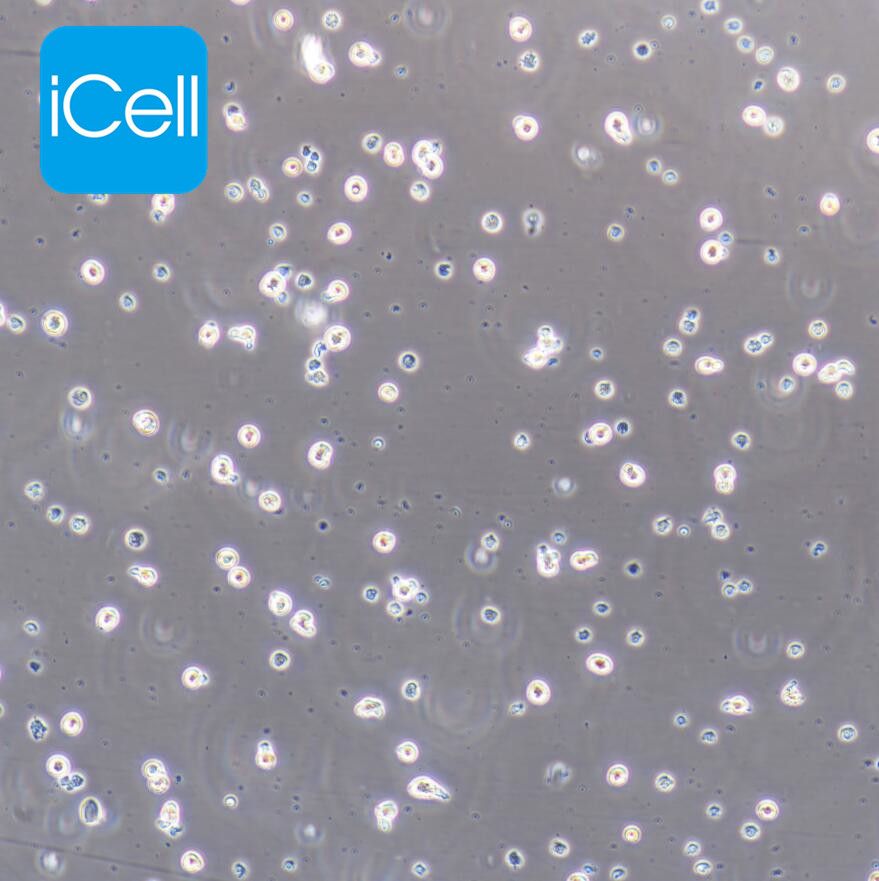 E14 小鼠胚胎干细胞/STR鉴定/镜像绮点（Cellverse）