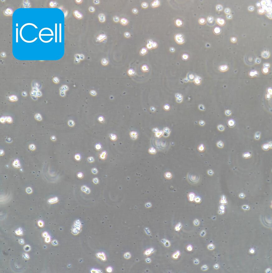 E14 小鼠淋巴瘤细胞/种属鉴定/镜像绮点（Cellverse）