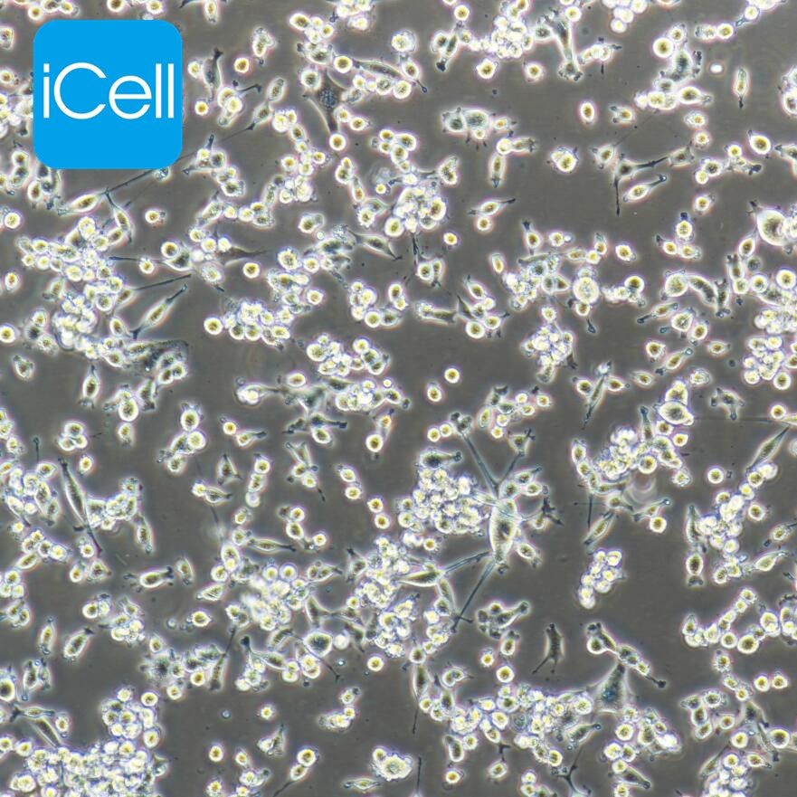 MC38/内皮细胞培养基/细胞专用培养基/HELA/HCT116/4T1