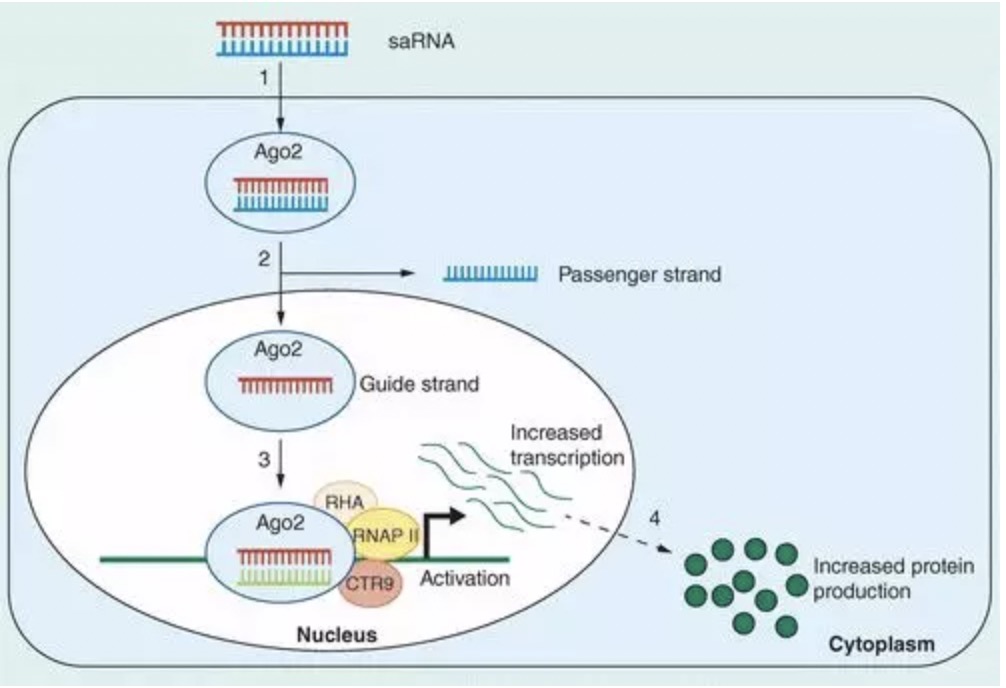 有了这三项技术，90%以上的『基因过表达』可以实现-国内聚焦-资讯-生物在线