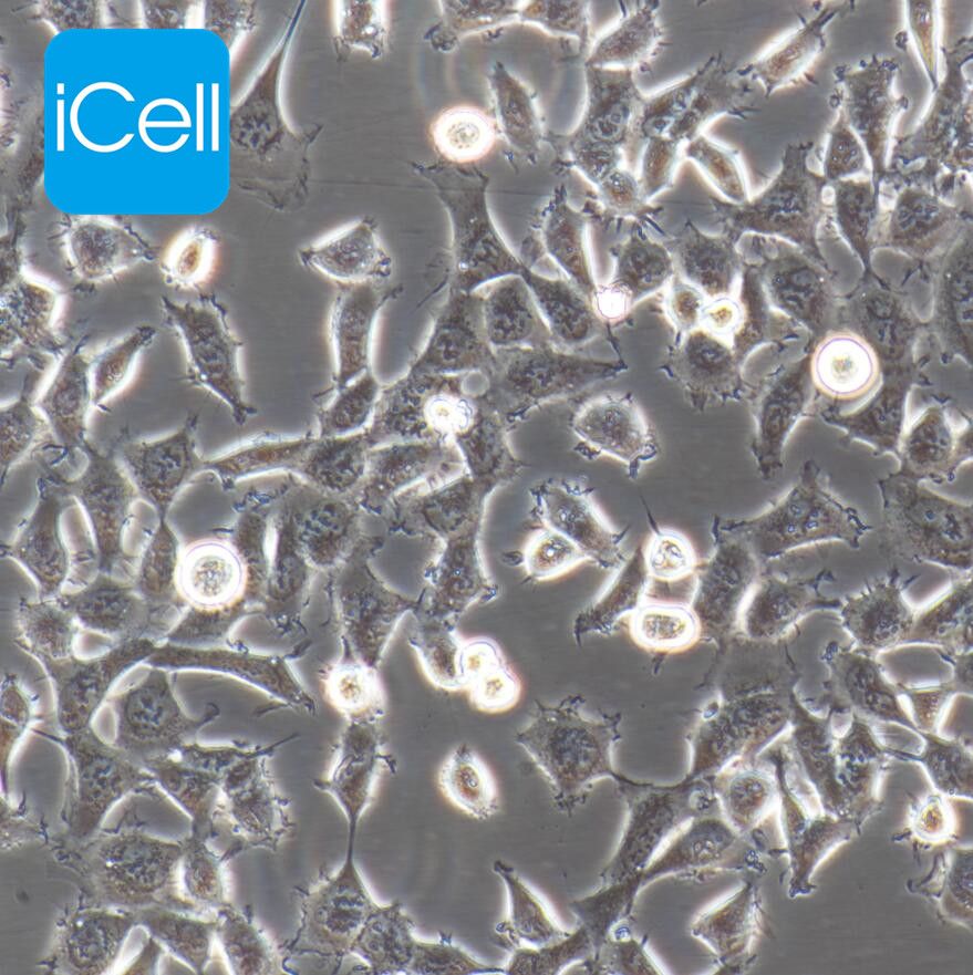HEK-293 人胚肾细胞/STR鉴定/镜像绮点（Cellverse）