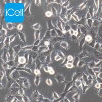 HEK-293 人胚肾细胞/STR鉴定/镜像绮点(Cellverse)