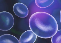 PrimaCell™大鼠主动脉内皮细胞试剂盒