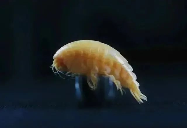 舌尖上的微塑料 | 珀金埃尔默助您洞察秋毫