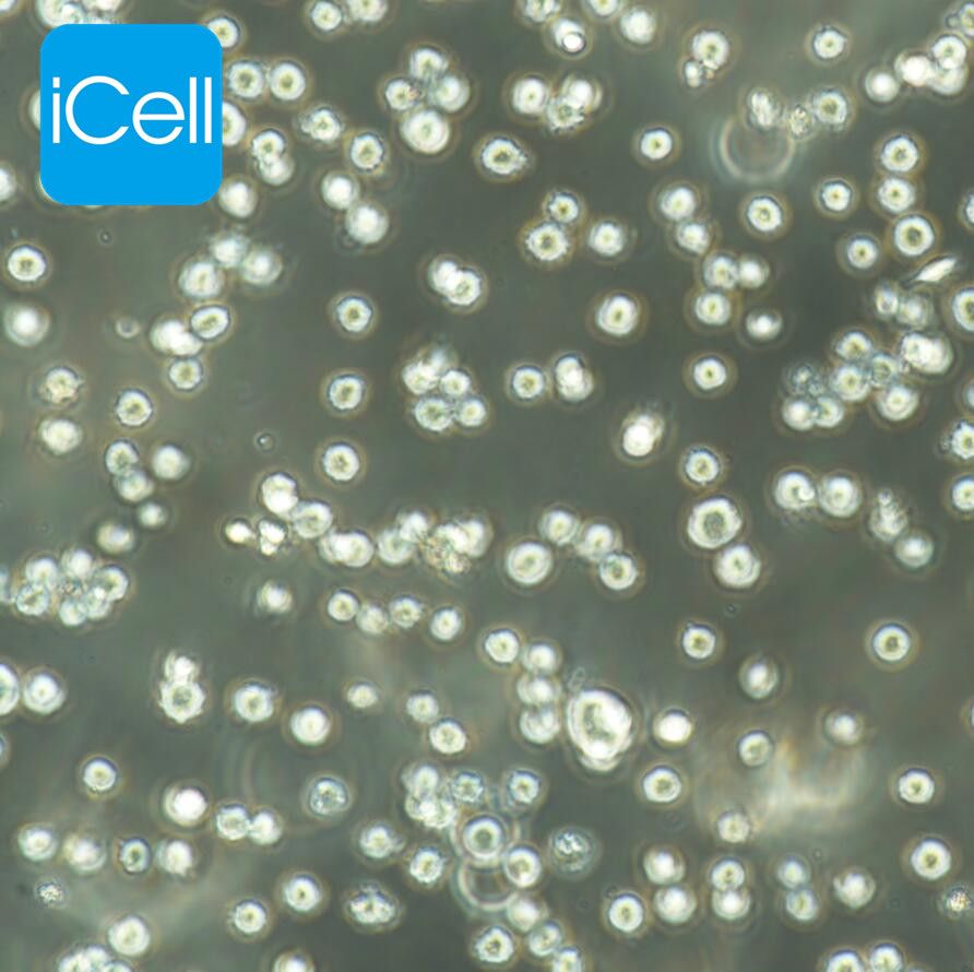 NCI-H929 人骨髓瘤细胞/STR鉴定/镜像绮点（Cellverse）