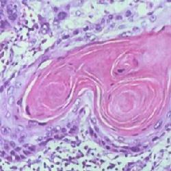 大鼠直肠平滑肌细胞