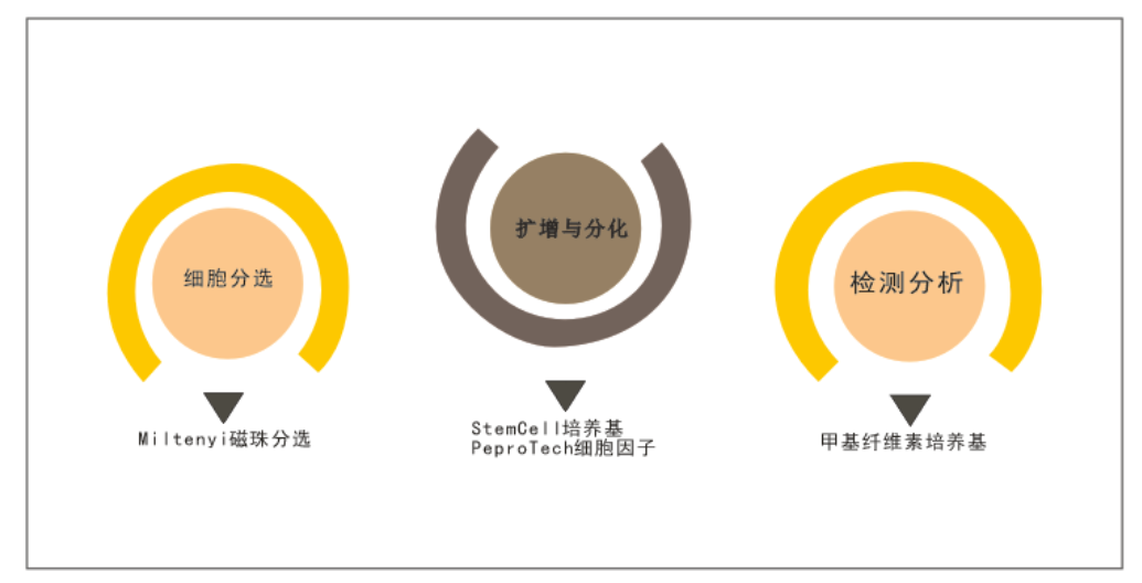 StemCell 09850  无异源无血清培养基，用于人造