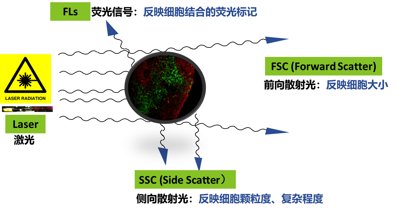流式細胞術基本原理(二)_公司新聞_丁香通