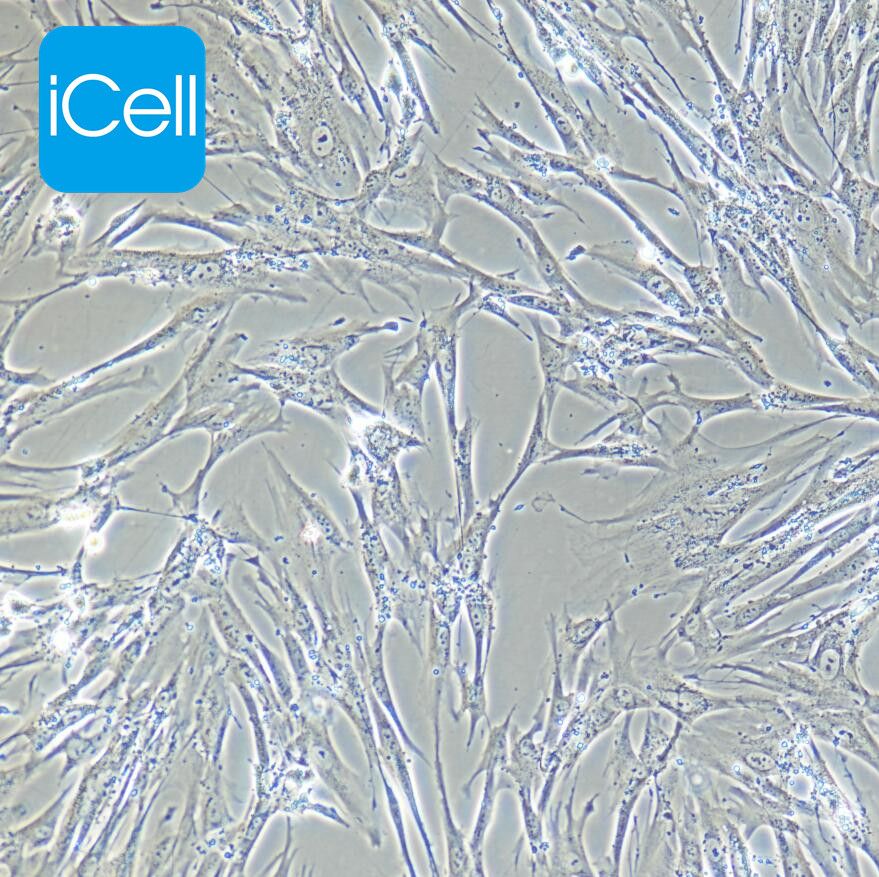 HELF 人胚肺成纤维细胞/赛百慷（iCell） 