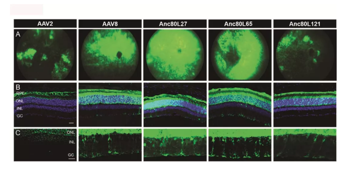 特异性AAV分享三：脂肪和视网膜组织的基因定向递送