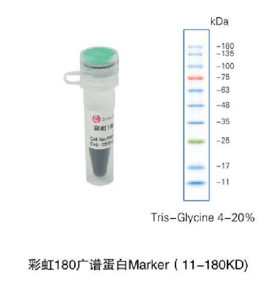 彩虹180广谱蛋白Marker（11-180KD)
