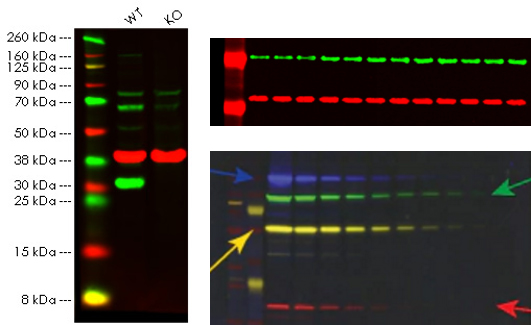 告别“黑白”，迎接“彩色”，荧光WB，你值得拥有