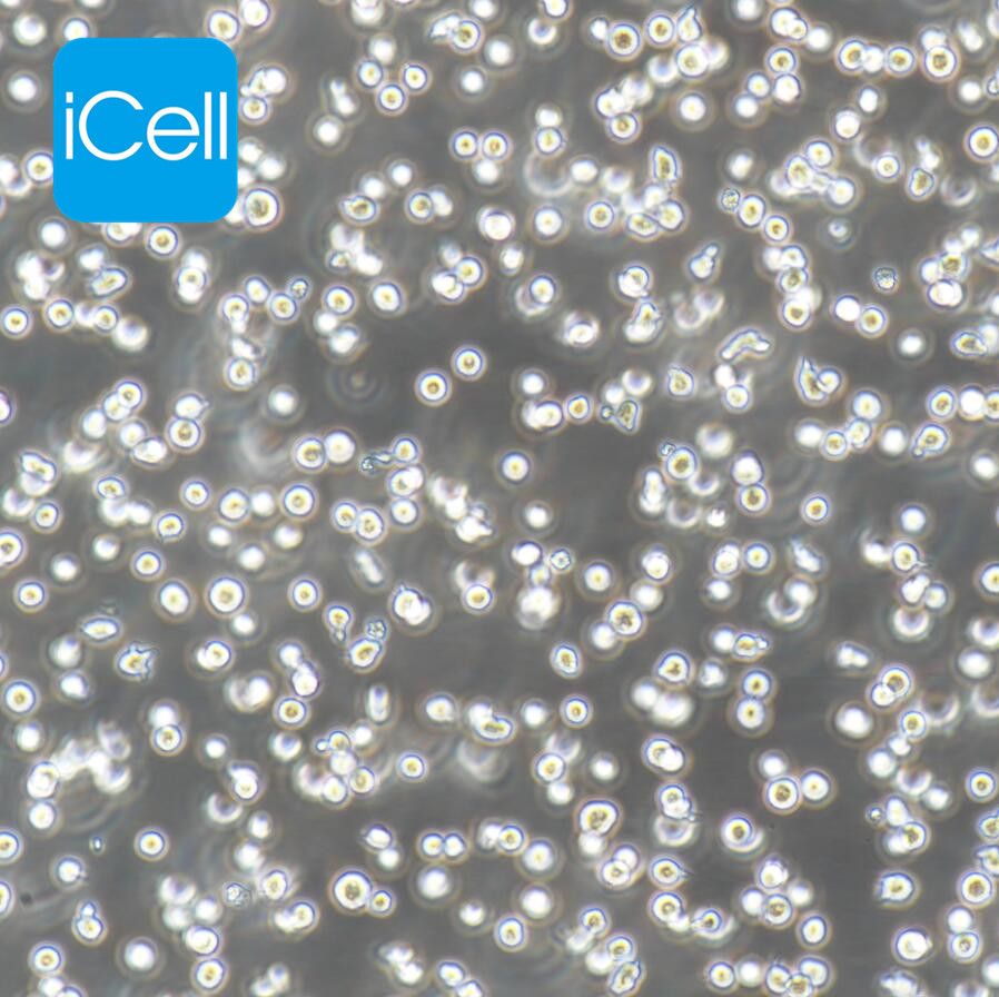 BaF3 小鼠原B细胞株/种属鉴定/镜像绮点（Cellverse）