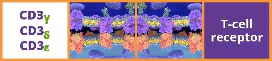 Biorbyt大讲堂：聚焦T细胞免疫疗法研究，T细胞分化抗原/CD3