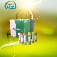 鲍疱疹样病毒染料法荧光定量PCR试剂盒