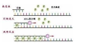 伪旋毛虫探针法荧光定量PCR试剂盒